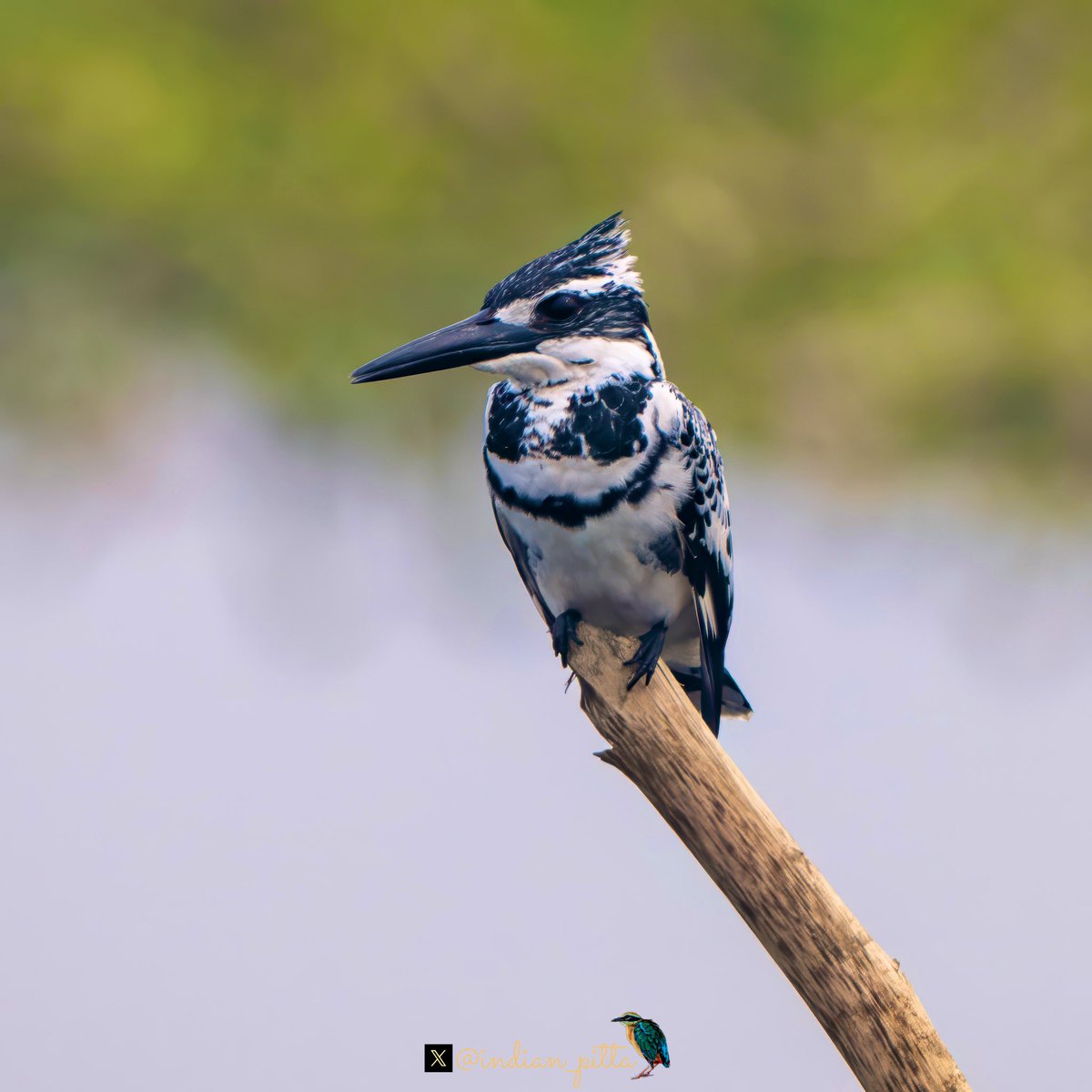 Share a black and white, here is mine. A black and white bird, because for me. When it comes to photography it start and end at birds.