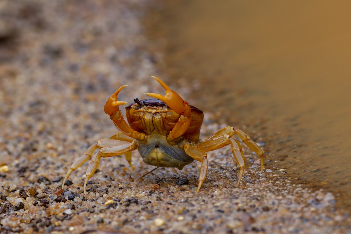 Maroon and Gold Paddy Field Crabs are endemic to Sri Lanka and can usually be seen just after heavy rains. #srilanka #travel #srilankansafari #wilpattu #canonwildlife #crab #freshwatercrabs #natgeoyourshot #natgeowild #instagood #travelgram #BBCwildlifePOTD #bbcwildlifemagazine
