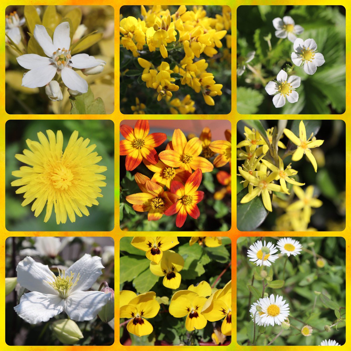 Happy #SundayYellow from our garden 💛🐝🌼🌞🌼🐝💛