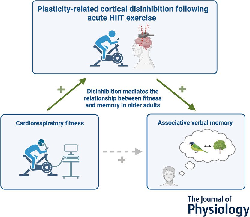 Exercise-induced cortical disinhibition mediates the relationship between fitness and memory in older adults… physoc.onlinelibrary.wiley.com/doi/full/10.11…