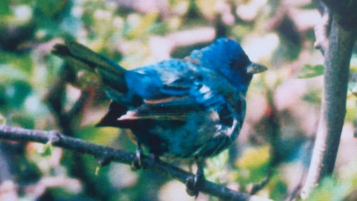 A good time to dig out Frank Holden's photographs of the Flamborough Indigo Bunting  23rd-25th May 1989 @wathingsmecca @nomadbirder