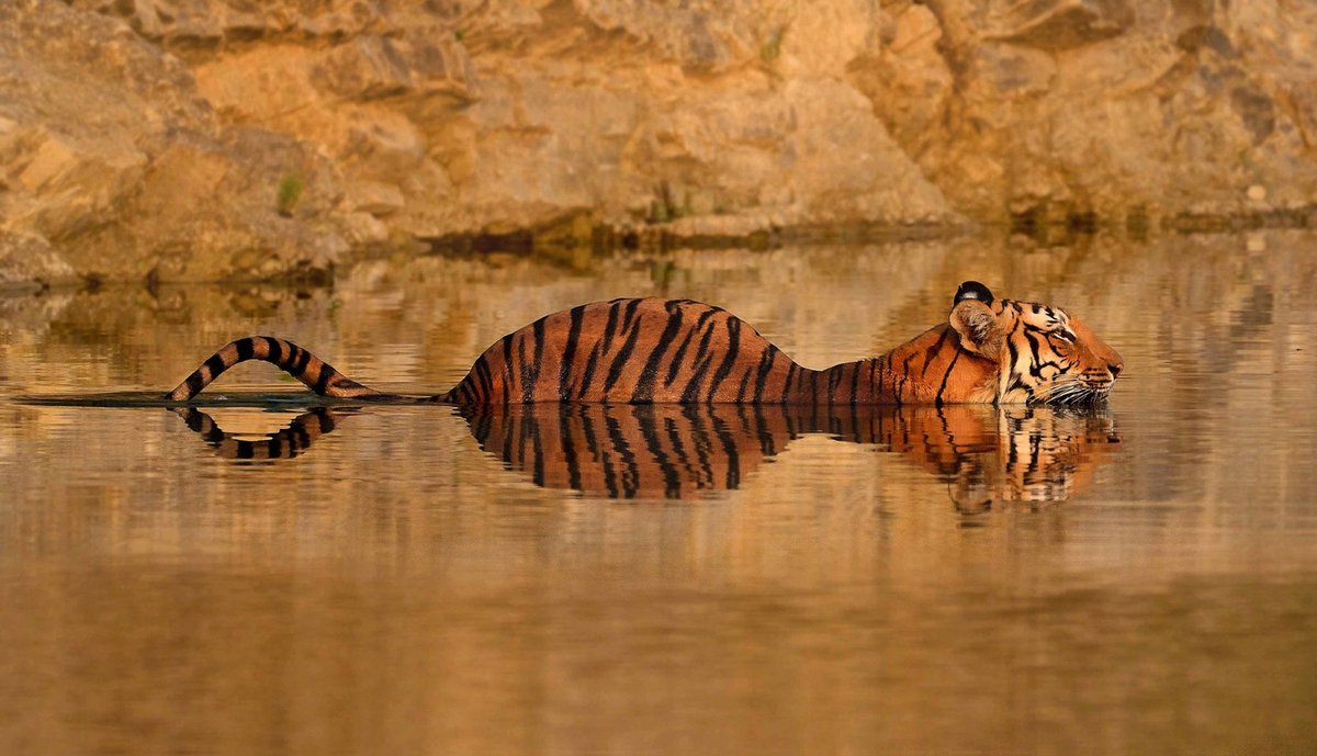 #FromTheArchives We bring you captivating images from Jim #Corbett National Park! Get ready to meet its many wild inhabitants. 📷 Bhavik Thaker — A #tiger cools off in the water on a hot summer day Read more: bit.ly/4anShTM