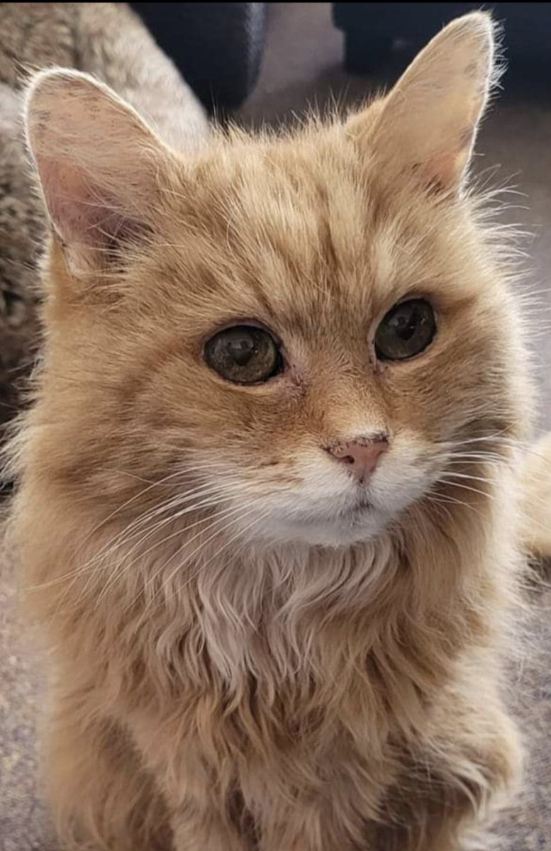 'Good morning gorgeous furrrriends..I is back!! Miss me?..have a splendiferous Sunday!...loves yaxxxx' 💓💓💓 #Billcat #cats #CatsOfTwitter #CatsOnTwitter #CatsOfX #CatsOnX #CatsAreFamily #Hedgewatch