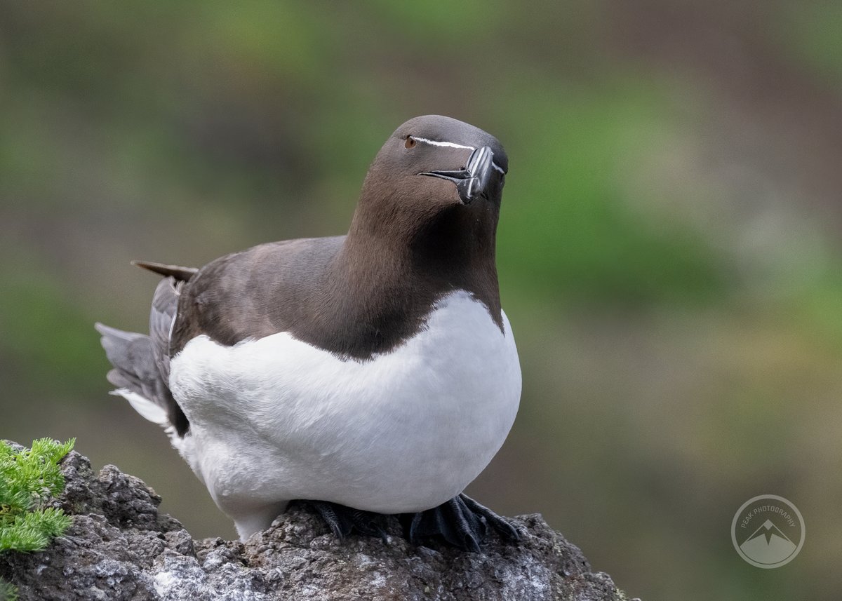 A few photos of Razorbills from my trip to the Forth islands yesterday morning with FIHG, carrying out bird counts. The haar was drifting in and out, but there were occasional blasts of sunshine. #SuperSeabirdSunday #Razorbill #BirdPhotography #WildlifePhotography