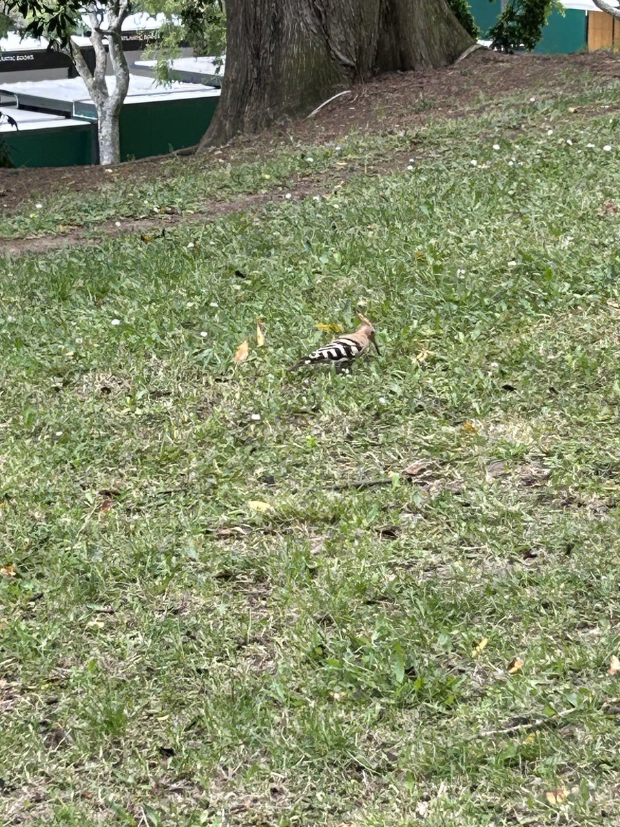 Sylvia Witteman tweet media