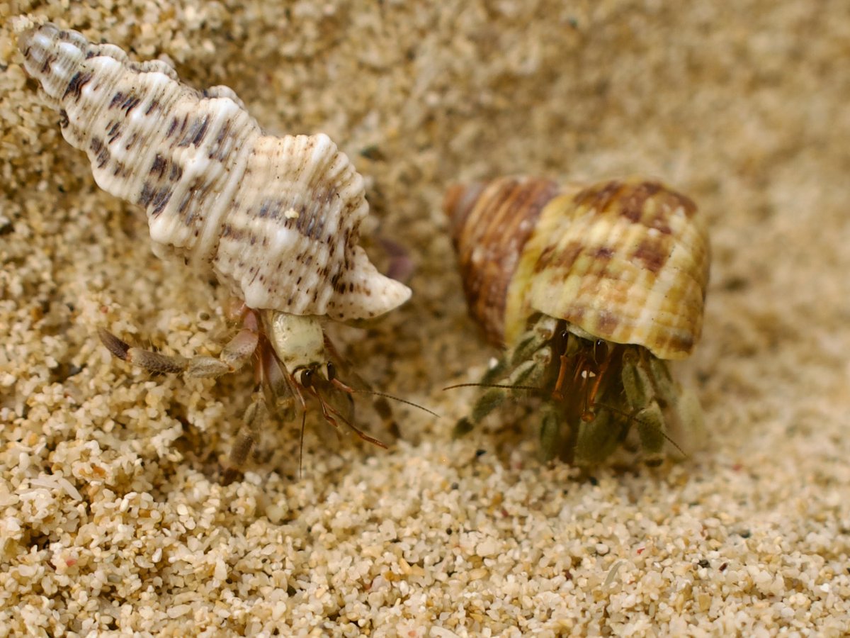 やどかーり。　#ヤドカリ　#hermitcrab
#写真　#photo