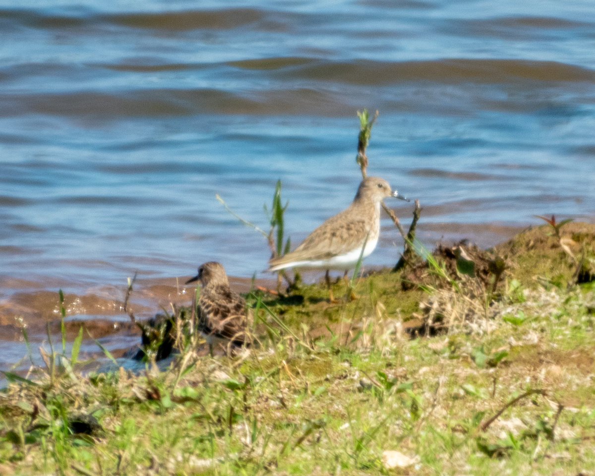 BirderJB's tweet photo. Both Temminck’s Stint still present at Clifton 11am - South East shore of main pit. @WorcsBirding #Worcsbirds https://t.co/wzRMVzJdBR