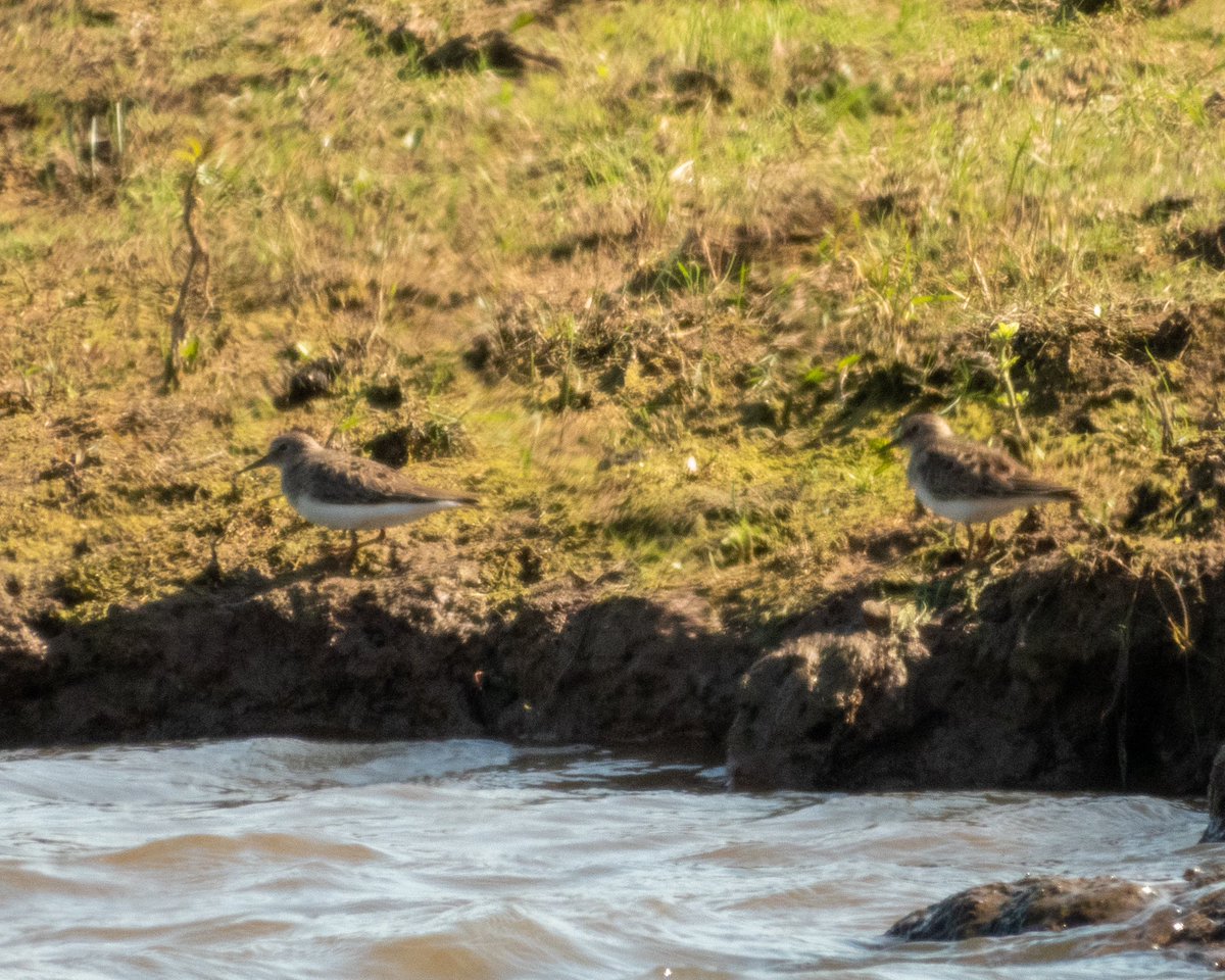 Both Temminck’s Stint still present at Clifton 11am - South East shore of main pit. @WorcsBirding #Worcsbirds