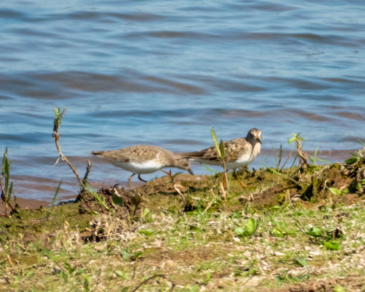BirderJB's tweet photo. Both Temminck’s Stint still present at Clifton 11am - South East shore of main pit. @WorcsBirding #Worcsbirds https://t.co/wzRMVzJdBR