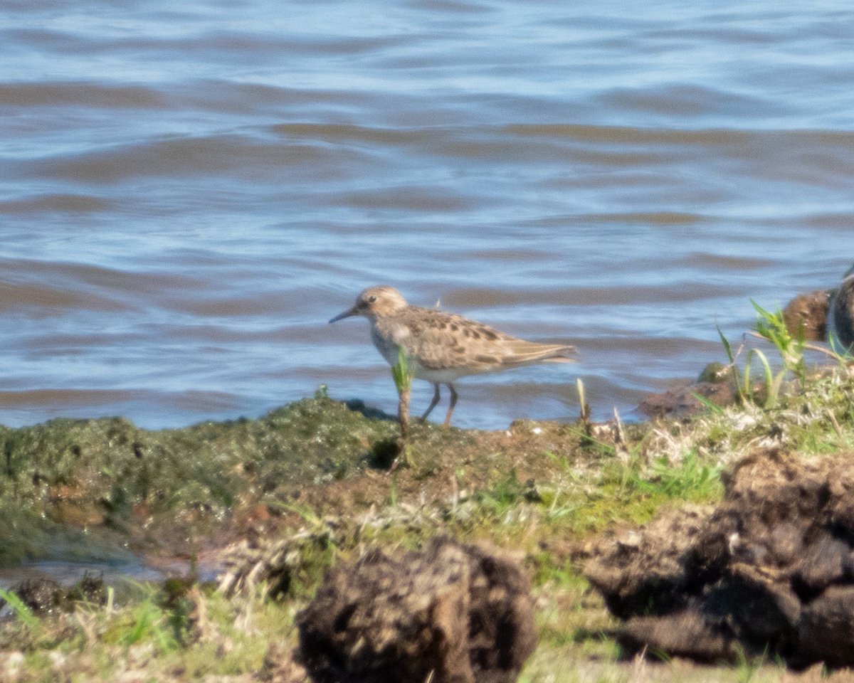 BirderJB's tweet photo. Both Temminck’s Stint still present at Clifton 11am - South East shore of main pit. @WorcsBirding #Worcsbirds https://t.co/wzRMVzJdBR