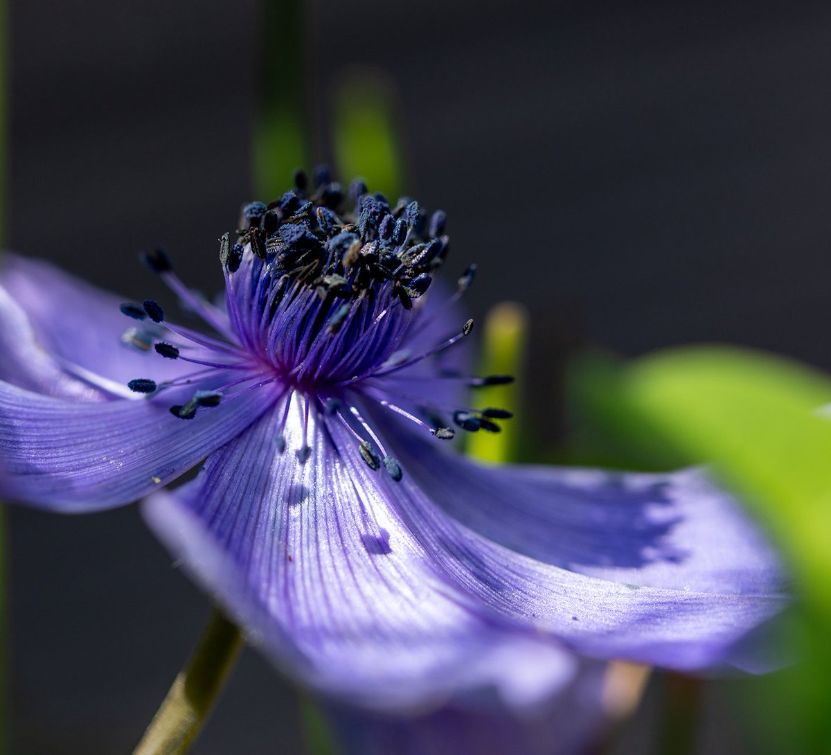 Ik geniet zo van mijn #anemonen. Sinds mijn 🛡️klier van het padje is, zijn mijn emoties ook extremer. Ontroerd door een anemoon.... Klik open voor de full monty. #mei_nmooistefotos #pinksteren #tuintweet