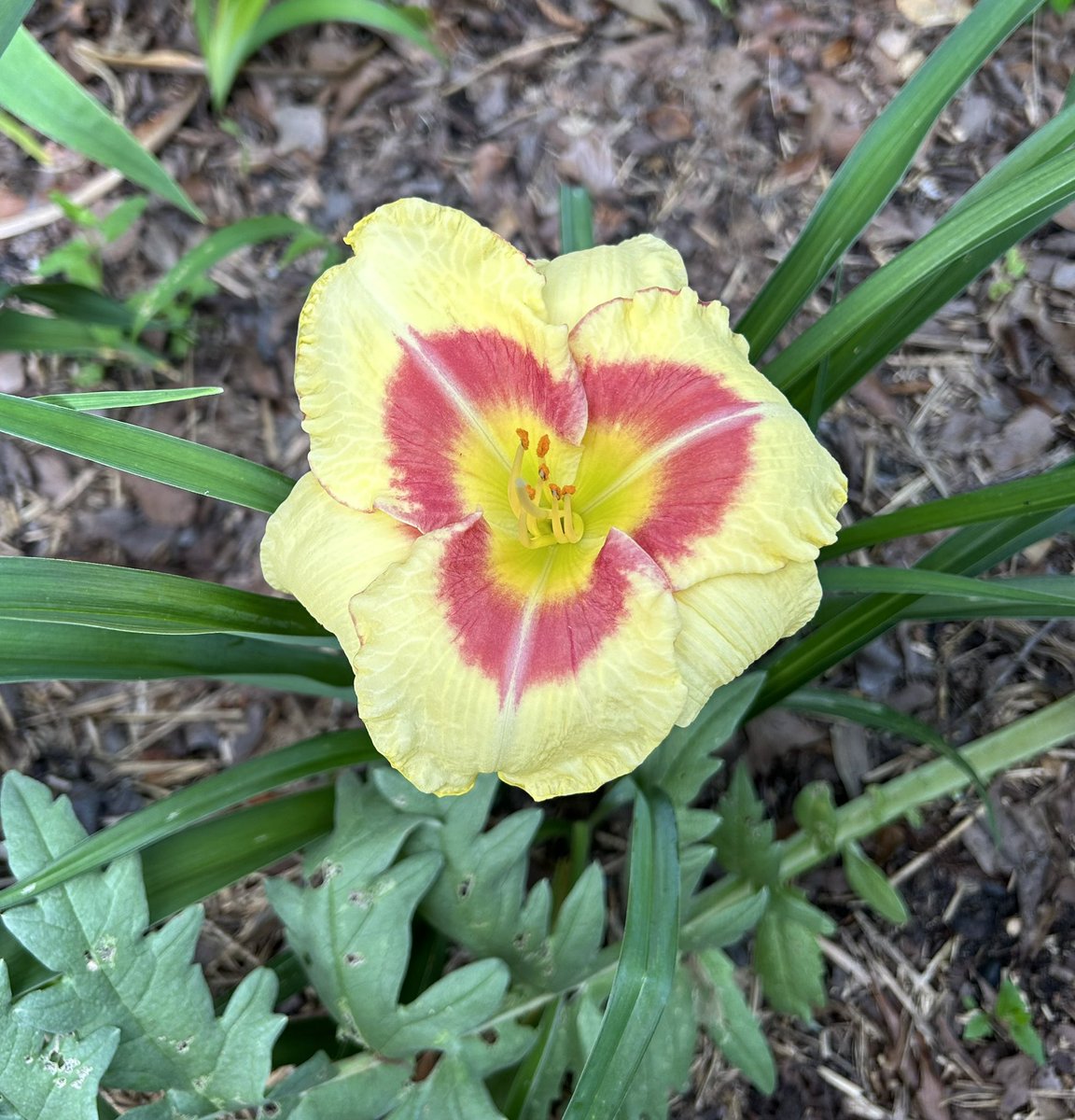 #SundayYellow is the first #Hemerocallis or Daylily in my collection to bloom. This one is definitely eye catching👀💛

#Daylily #Flowers #Gardening #FlowerPhotography #Plants #FlowerReport #FlowerGardening #SundayFunday