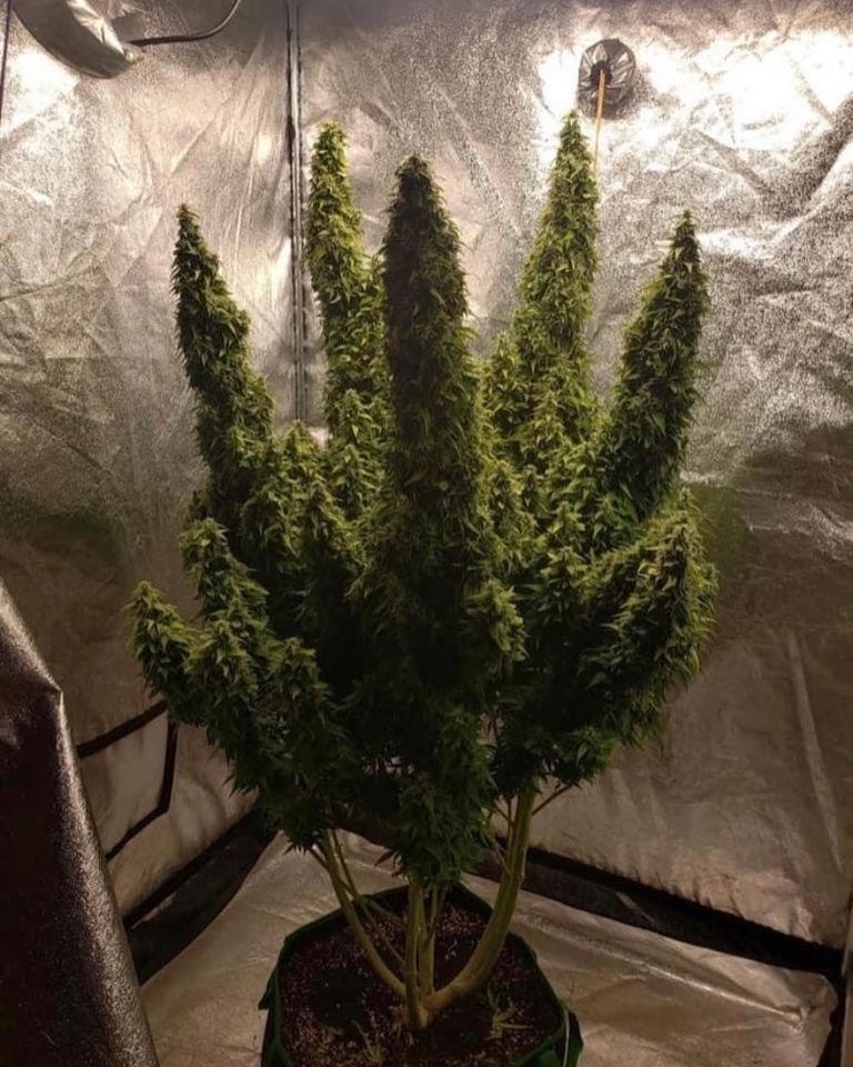 Huge flowers trimming ✂️🌳😮 #cannabis #stonerfam #legalizeIt #weedmob #cbd