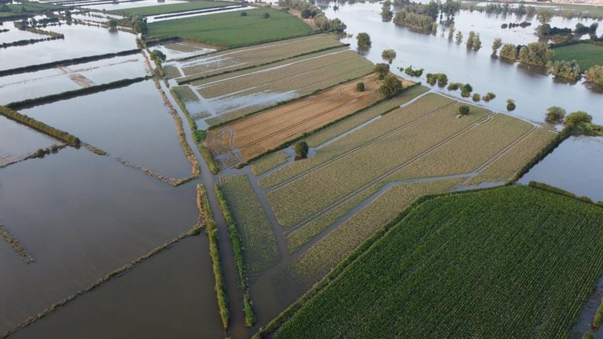 CarineKnapen's tweet photo. VLEES, GRAAN EN GROENTEN IN HET NAJAAR ONBETAALBAAR ?

Het regent weer.... Al een week lang zijn er overal opnieuw heftige stortregens die op sommige plaatsen de straten en velden blank zetten.
In Voeren zijn er op dit moment zware overstromingen.

Sinds september 2023 hebben we in België en Nederland amper een paar dagen droog weer gehad. Meestal bewolkt. Af en toe eens zon. De zon-dagen kunnen we echter bijna op één hand tellen.  

Ook op die paar dagen waar de lame stream media op bedrieglijke wijze een " monsterhitte " voorspelde en zoals gewoonlijk een veelheid van doemberichten de wereld heeft ingestuurd, is het overwegend bewolkt gebleven. 
De zon-dagen zijn zo zeldzaam dat ik me kan herinneren op welke dagen er zon is geweest.
Vorig weekend en aansluitend maandag, dinsdag en woensdag. 5 dagen droog. Een record in de 9 voorbije maanden.

Niet alleen in België en Nederland overigens. Het stortregent aanhoudend op veel plaatsen in de wereld waar zich  - zelfs op de meest eigenaardige plaatsen waar het gewoonlijk op jaarbasis weinig regent, zoals Dubai en Iran - zware overstromingen voordoen. Maar neen, hoor, dat komt niet door geo-engineering. Het is allemaal puur natuur.

Voor de landbouw is de aanhoudende regen een regelrechte ramp. De Belgische boeren trekken aan de alarmbel.

Uitgezonderd in kalk- en zandgronden en in heuvels van - bijvoorbeeld  - Tielt-Winge hebben de boeren op klei en leemgrond vrijwel niets kunnen inzaaien. 
Geen wintergraan. Zomergraan ook nog niet omdat de grond te nat is.
De inzaai van mais en bieten ( voor veevoeder  ) komt qua inzaaitermijn nu ook in het gedrang.

Voor wat wel ingezaaid is en opgroeiende scheuten heeft, kampen de boeren bovendien met een gigantisch slakkenplaag die alle jonge bietenplantjes en graan dat ze wel hebben kunnen inzaaien volledig opvreten.
Tot overmaat van ramp zijn er al ettelijke weken nergens slakkenkorrels te verkrijgen .... 
Zelfs niet de hoeveelheid die in normale jaren zonder slakkenplaag nodig is. Het product is gewoonweg niet beschikbaar.

Geen graan, geen bietenpulp en geen mais uit lokale landbouw voor vee = geen eten  voor koeien, varkens, kippen en ander vee.
Veevoeder zal moeten geïmporteerd worden uit het buitenland wat de prijs voor vlees aanzienlijk de hoogte in zal jagen.

Maar ... veel landen kampen ook met heftige regenval en overstromingen. De buitenlandse boeren worden geconfronteerd met dezelfde problemen. De kans is dus reeël dat ook buitenlandse boeren geen veevoeder zullen kunnen aanleveren of enkel zeer beperkt aan zodanig hoge prijzen dat het voor onze boeren onbetaalbaar is. En wat dan ?

Voorlopig zijn er nog voldoende voedervoorraden voor vee maar dat zal niet blijven duren.
Geen veevoeder = geen vee. Zelfs kip en varkenvlees zal onbetaalbaar worden.
Graanproducten en groenten idem dito.

(*) Info van landbouworganisaties en P.V.

Een verwittigd man is er 2 waard. Leg voorraden aan om de volgende herfst en winter door te komen. Nu kan dit nog aan redelijke prijzen.