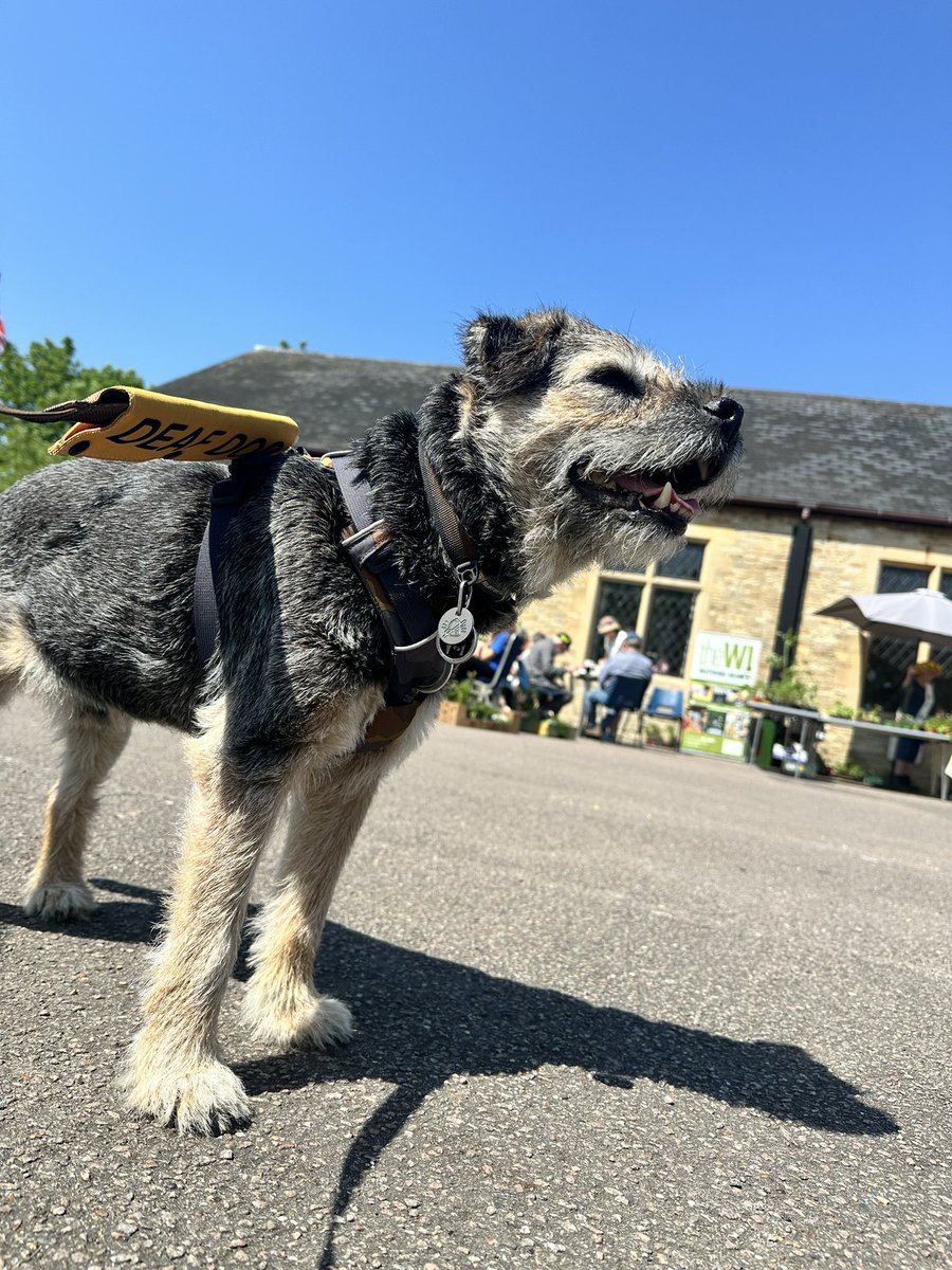 Pals we went to the next village to look at a plant sale, but most of them had already been bought 🤭🌱🙄🤣 #ScrappyNelson #dogsofX #btposse #sundaymotivation