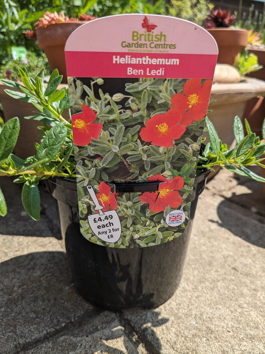 Just one purchase at the GC today!🌱👍 A #Red #RockRose For our front garden for everyone to enjoy. 🌺❤️🐝🥾🌞