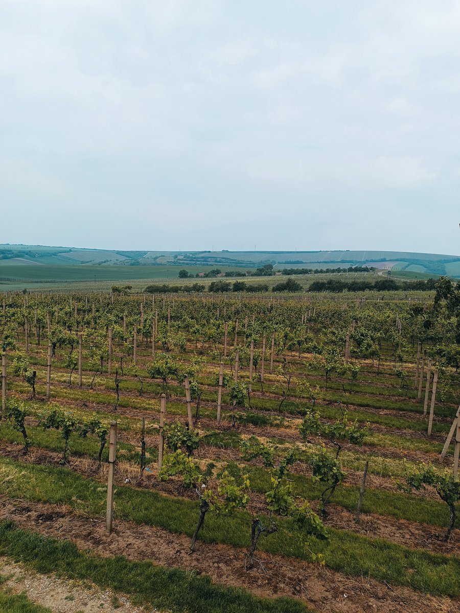 Tak pa vinohradníci, zase na podzim 💚🍇🍷Ještě, že máme kombíka..🤭