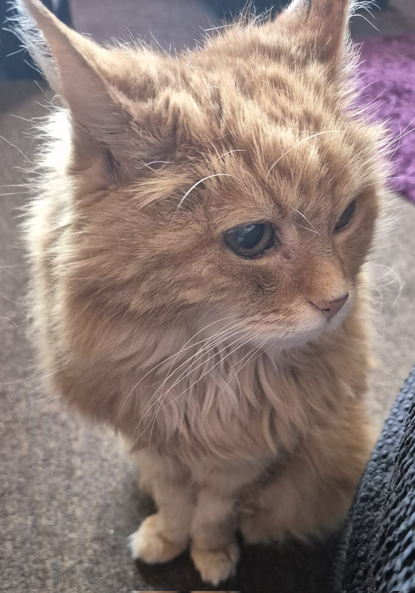 'Oh crap...the hoovermonster is on the loose!!!... save me!!!xxx' 🙀🙀🙀 #Billcat #cats #CatsOfTwitter #CatsOnTwitter #CatsOfX #CatsOnX #CatsAreFamily #Hedgewatch