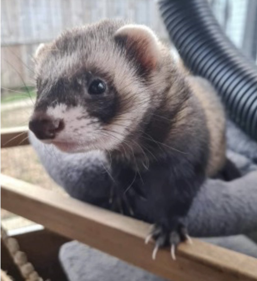 OTIS THE FERRET LOST THE HOPS ESTATE, #HINGHAM, #NORFOLK, #NR9 16.05.24 doglost.co.uk/dog-blog.php?d… Male, young adult Polecat Chipped @hinghamshipyard @HinghamJournal @HinghamLibrary @NorfolkNews @RachaelB100 @JacquiSaid @ruthwill64 @BitofDecorum @juliagarland73 @thedogfinder