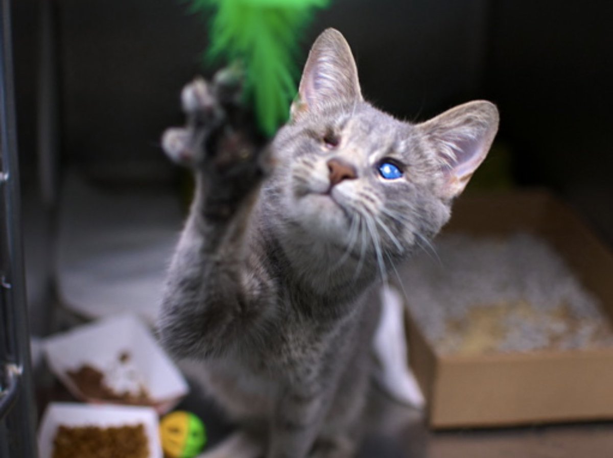 🆘 for Misy 2 yo - she's BLIND 🆘 in Brooklyn ACC 🔥🔥 💔😿🙏 🆘🆘🆘 Owner came to BACC looking to surrender his 3 DSH cats. Client said they are moving to a no pet apartment and unable to bring 🤬🤬🤬 Misy is blind with bilateral ocular changes; (r/o chronic changes