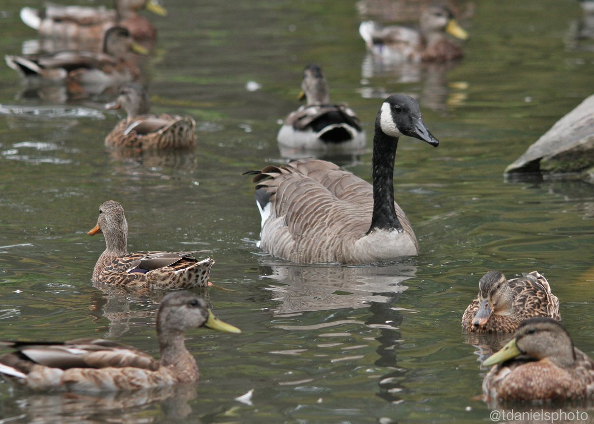 Terry Hlywka tweet media