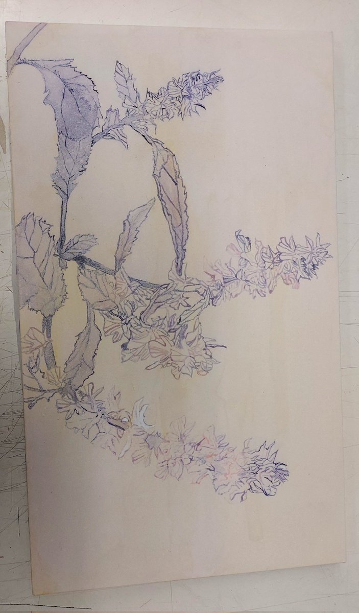 今、描いてる日本画はこんな感じです。