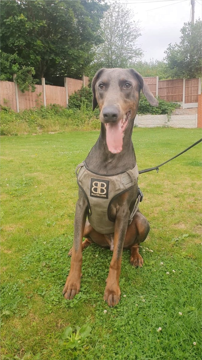 Please retweet to help Duke find a home #CHESHIRE #UK AVAILABLE FOR ADOPTION, REGISTERED, BRITISH CHARITY ✅ Meet Duke a 3 year old Dobermann. Duke is a big friendly boy who is very playful and energetic he loves spending time in our outside play area where he can bound around