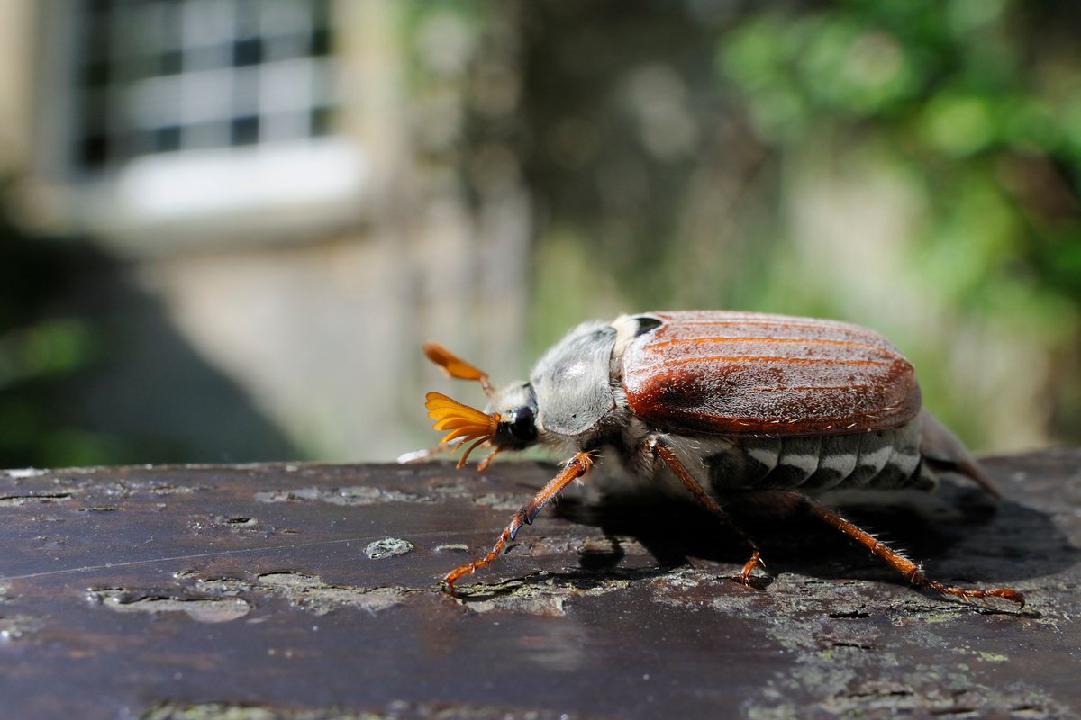 Common cockchafers AKA May bugs are the UK's largest scarab beetle. With its rusty-brown wing cases, pointed 'tail' and fan-like antennae it is unmistakeable. It is a clumsy flier and makes a loud buzzing sound. 📷 Nick Upton/2020VISION #AmazingNature #ActionForInsects