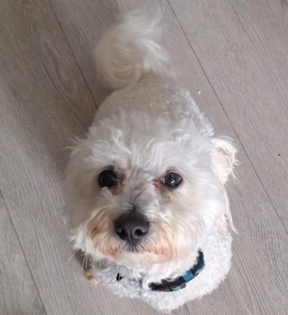 🆘18 MAY 2024 #Lost TOBY #ScanMe
White Poodle Cross MALTIPOO  Male
Burden Road #Wirral. Could also be in #Moreton Town Centre #CH46
MICROCHIPPED and NEUTERED. Reports he has possibly been picked up by a driver of a Blue Car.
doglost.co.uk/dog-blog.php?d…