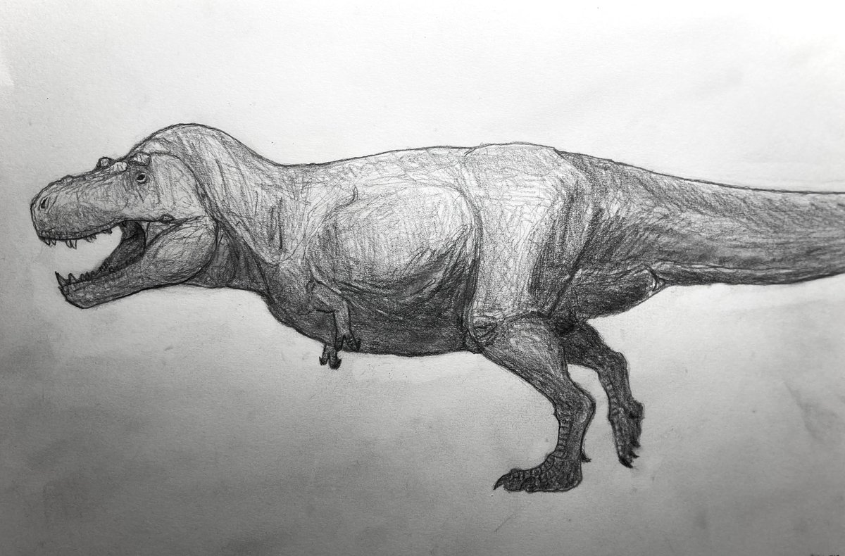 Tyrannosaurus ‘Scotty’ sketch