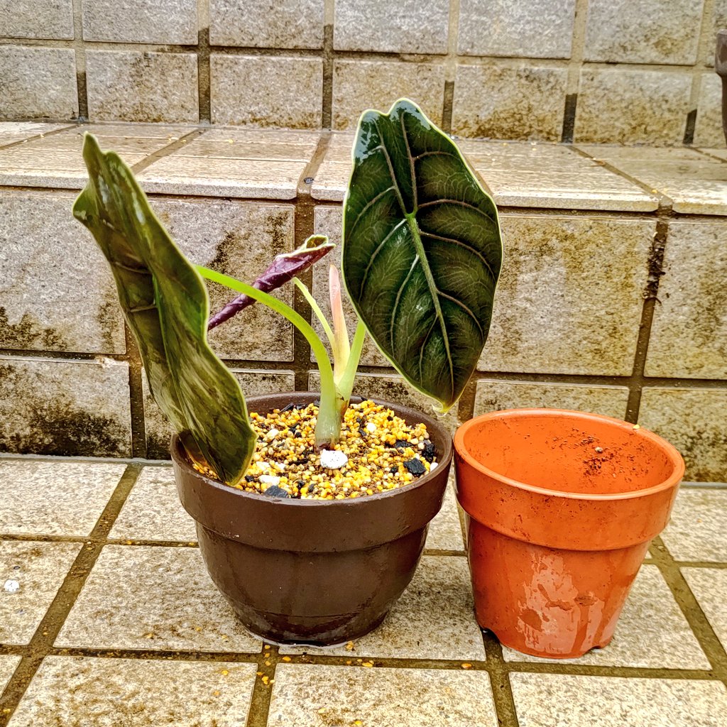 あけさま専用 アロカシア 4種芋