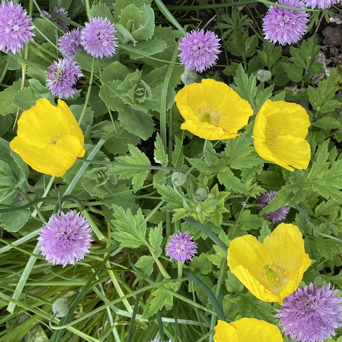 It’s Sunday and the sun is shining in Devon! A gardening day beckons! These cheerful yellow poppies self seed everywhere in my Devon garden— here amongst the chives. #SundayYellow #gardening #poppies