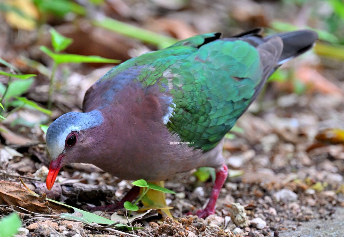 2024年4月沖縄県宮古島にて.Birds seen in Miyako Island of April 2024.(時計回り)アカショウビン,キンバト,オウチュウ.(Clockwise)Ruddy Kingfisher,Emerald Dove,Black Drongo. #birds #birdphotography #wildlife #wildlifephotography #naturephotography #野鳥 #野鳥写真 #珍鳥 #宮古島 #沖縄県