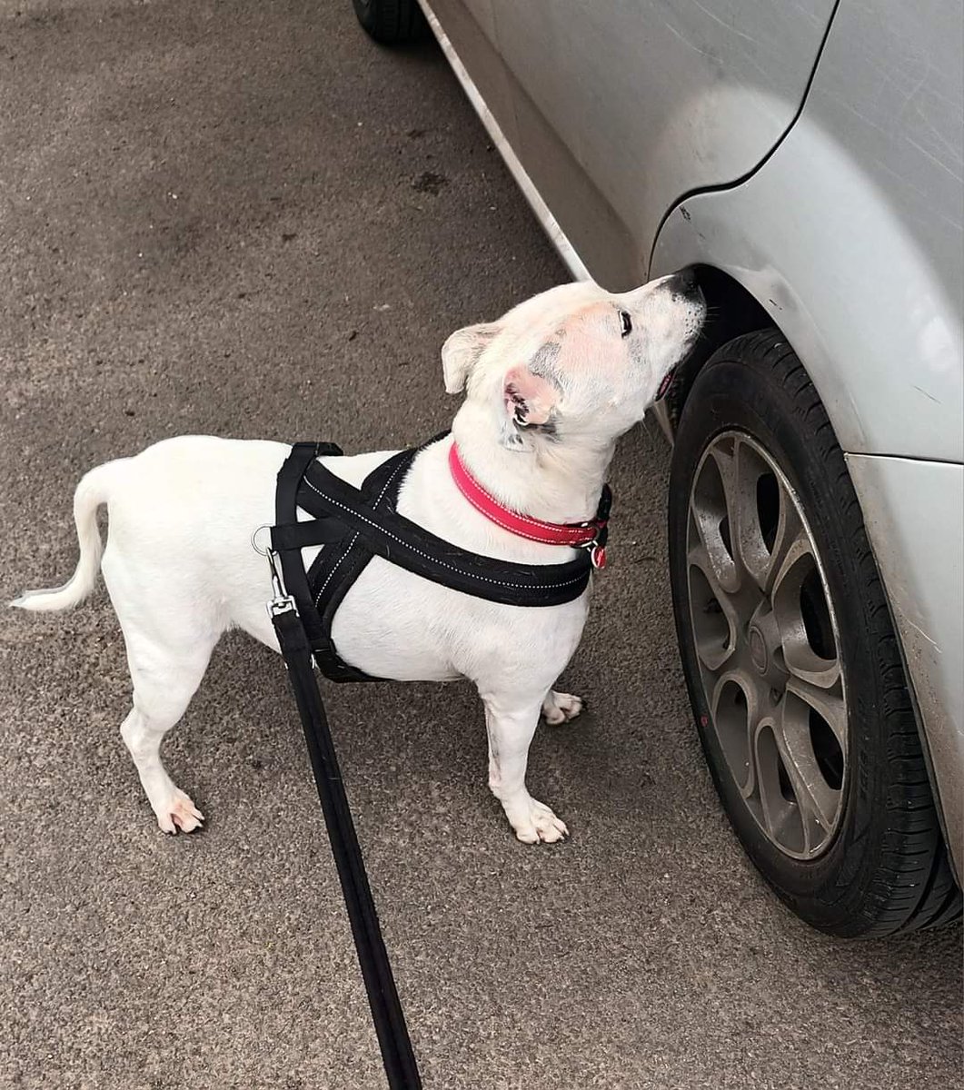 Good morning Staffy Lovers!
Bailey Bear 🐻‍❄ here...I did play sneaky yesterday n wen me Aunty Katie tried to take me for a walk I did try n get into her car 🚗
She did make me walk tho n I enjoyed it but still tried to get into her car on the way back 😅
seniorstaffyclub.co.uk/adopt-a-staffy…