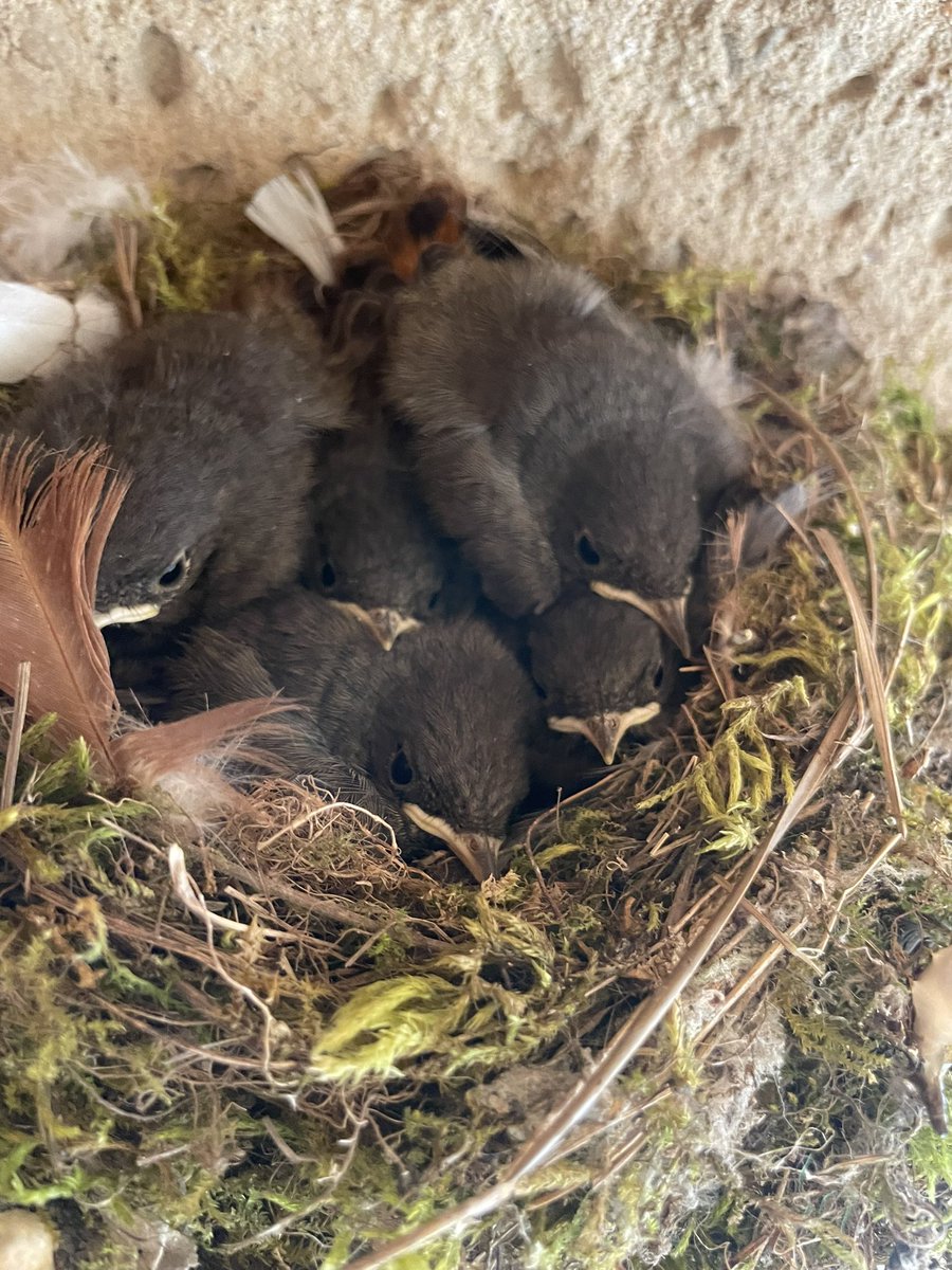 Oh da hat die Rotschwänzchenmama allerhand zutun. Fallt mir nur nicht aus dem Nest ihr Racker. 😍