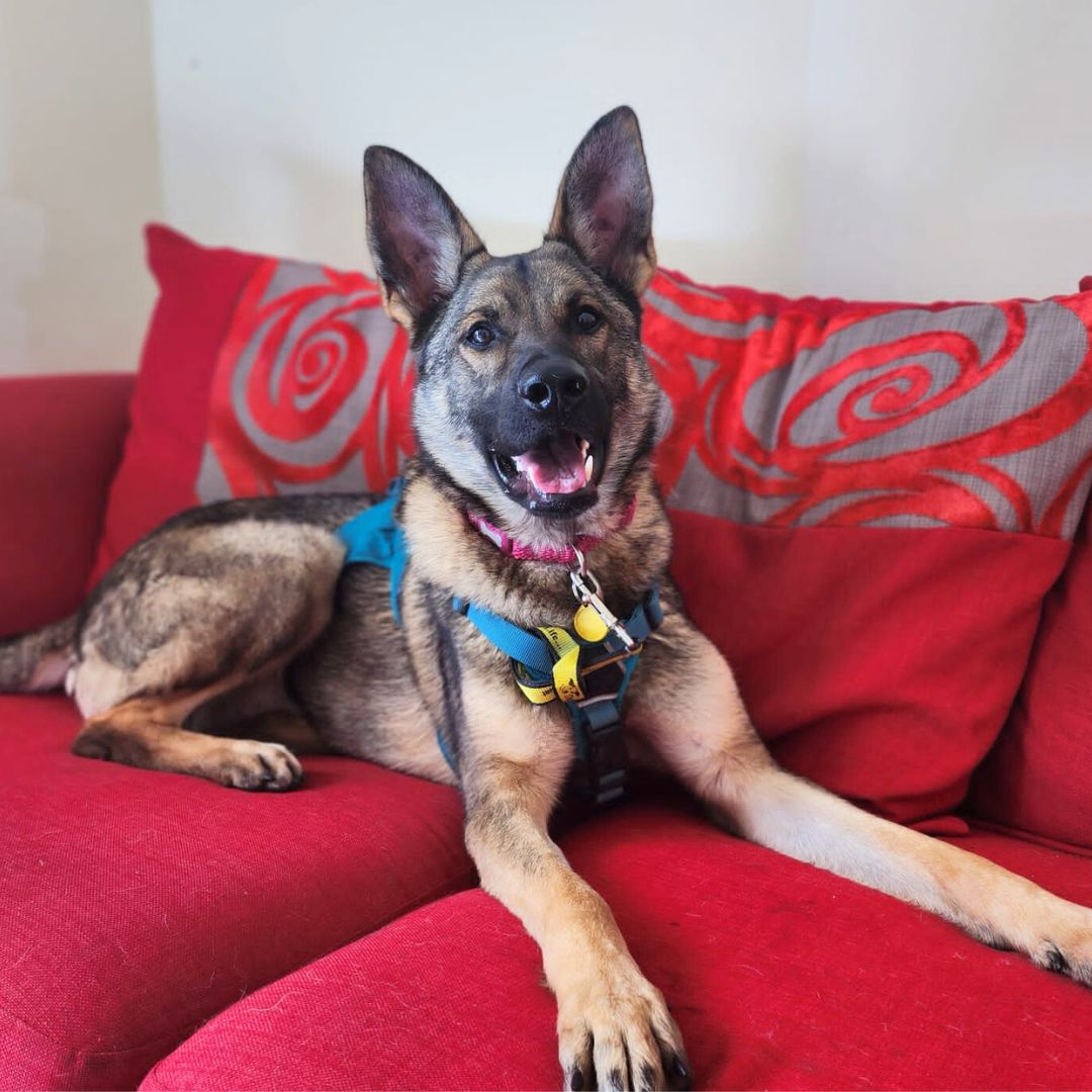 Sunday relaxation mode: Activated 😴✅

Are you having a sofa day like Zena?

#GermanShepherdDog #GSD #Adoption #RescueDog #RescueGSD #DogsTrustWestLondon