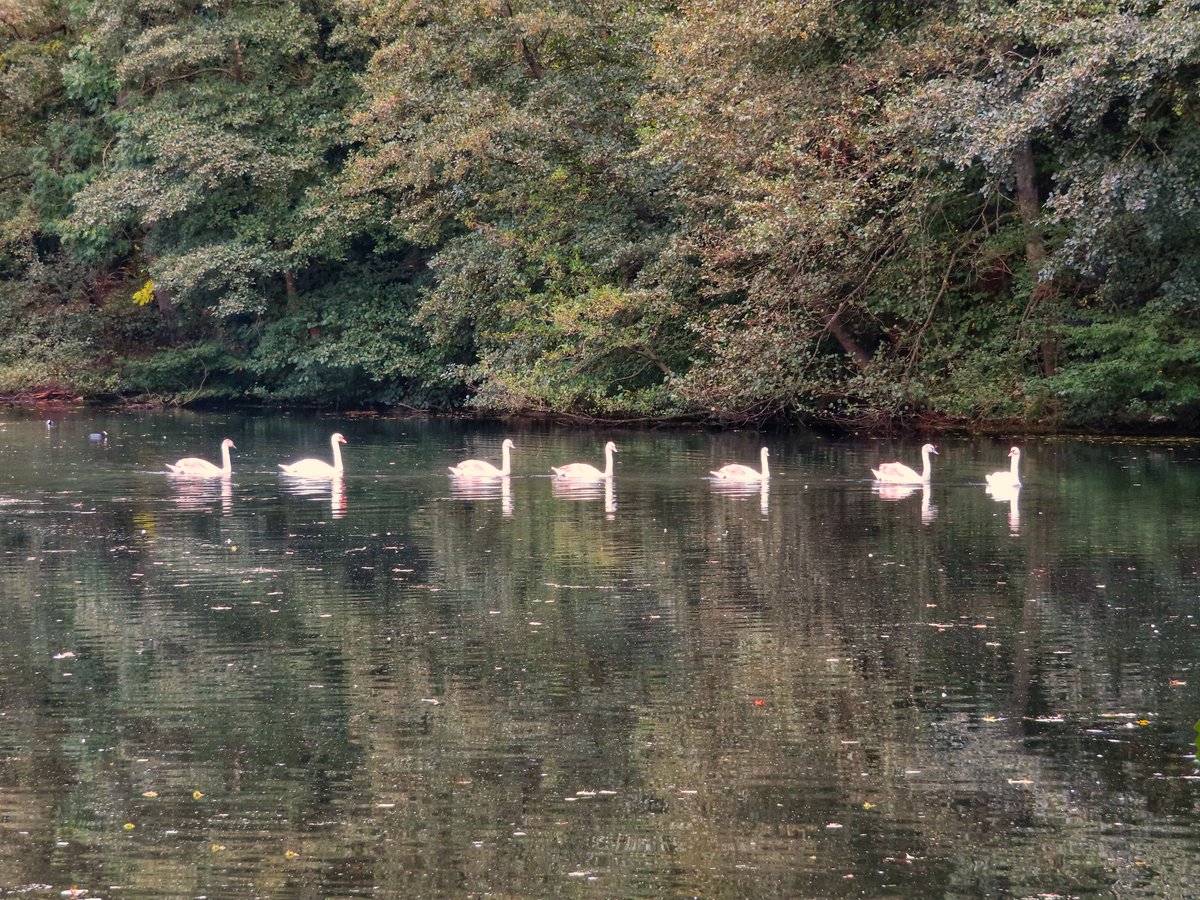 @DailyPicTheme2 Swan Lake has to be choreographed in perfect 'harmony' #DailyPictureTheme