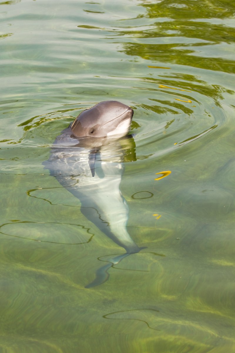 🌊 Today is International Day of the Baltic Harbour Porpoise (IDBHP)! 🐬 IDBHP, by @ascobans, raises awareness about the critically endangered Baltic harbour porpoise, with < 500 left, they face threats like bycatch, pollution and noise 💙 Learn more: ow.ly/z88a50RJC32