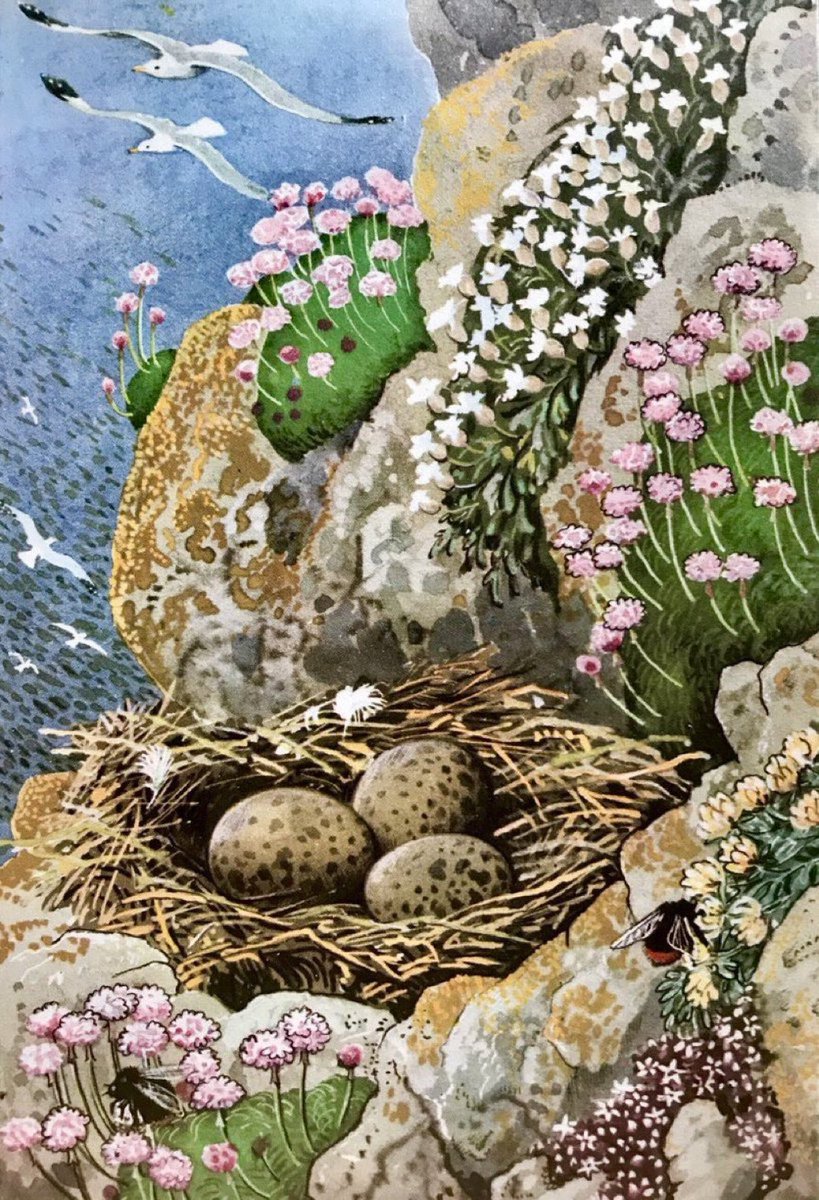 “The clifftop is at its most beautiful in May. Sea-pink, white sea-campion, the white flowered stonecrop and the kidney vetch - all these flourish best in sea breezes” Artist: CF Tunnicliffe Writer: EL Grant Watson