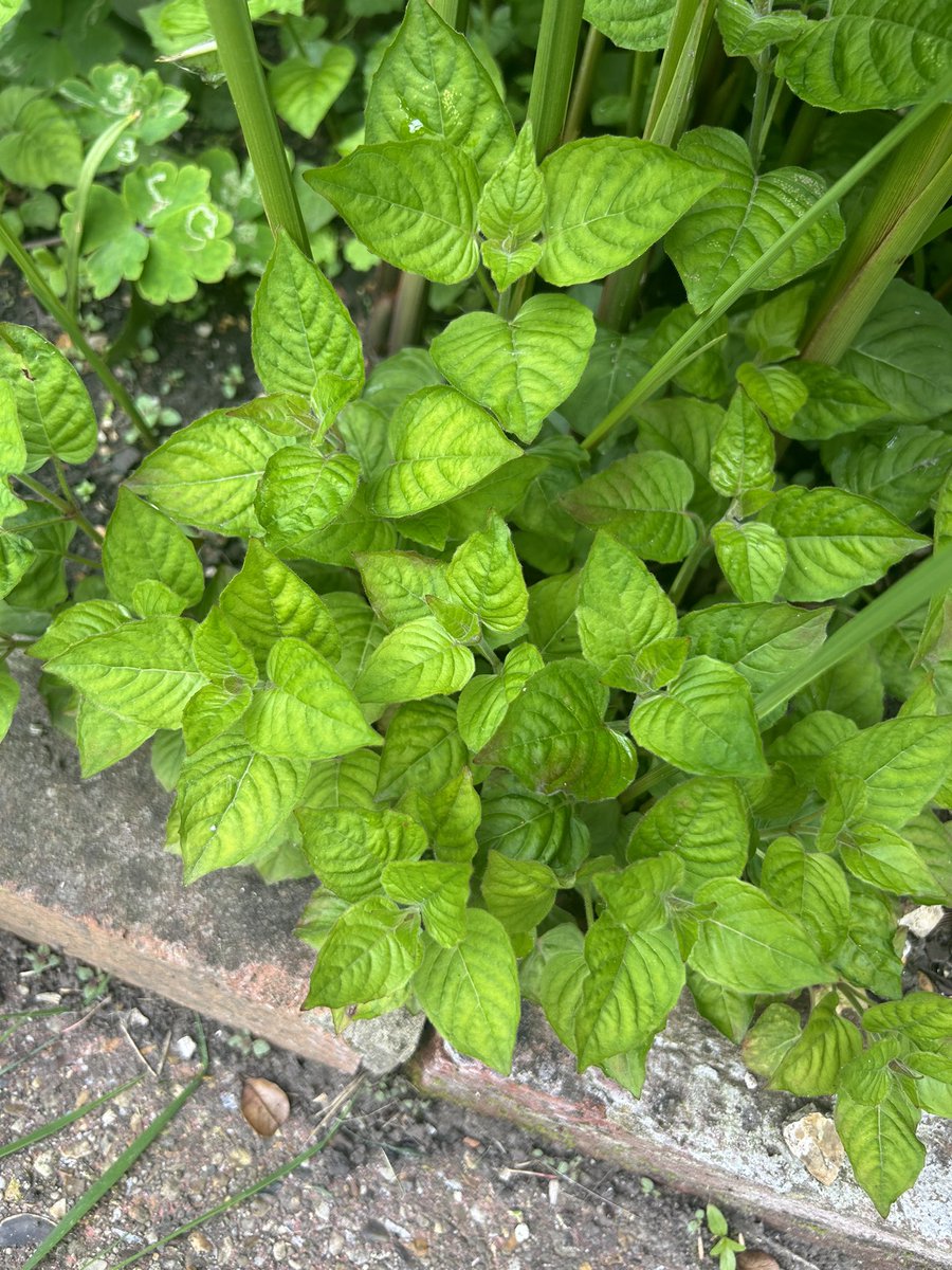 LifeTestDummy's tweet photo. Hmmm. 
This has sprung up in my border - any ideas what this could be? #askX https://t.co/uSJXgD08Hq