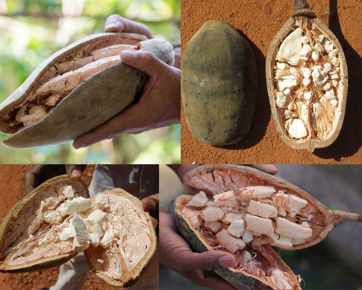 @gunsnrosesgirl3 Baobab tree fruit, also known as 'The Tree of Life,' is a nutrient-rich superfood that offers a wide range of health benefits. The fruit, which grows on trees of the Adansonia genus, is packed with vitamin C, antioxidants, calcium, potassium, and fiber. This makes it a powerful