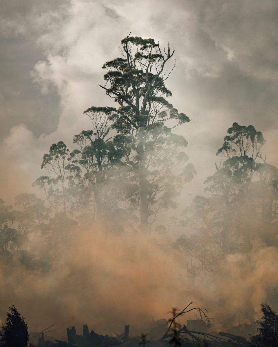 Giant eucalypts amid the wreckage of destructive logging burns.

These infernos are a climate crime and incinerate every living thing in their path.

Learn more and take action to #BanLoggingBurns at our Forest Watch website ➡️ forestwatch.org.au