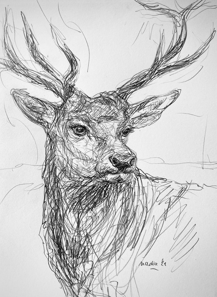 King of the forest.👑#maledeer #deer #drawing #artistonx #artists