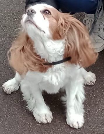 #MISSING: Have you seen Lexi?

10-year-old female #CavalierKingCharlesSpaniel went missing at 2pm on Friday 17 May on the outskirts of #Knowle (Warwick bound) #B93 Microchipped.and wearing a collar. If there are ANY sightings of her, let #SU know. Please REPOST.