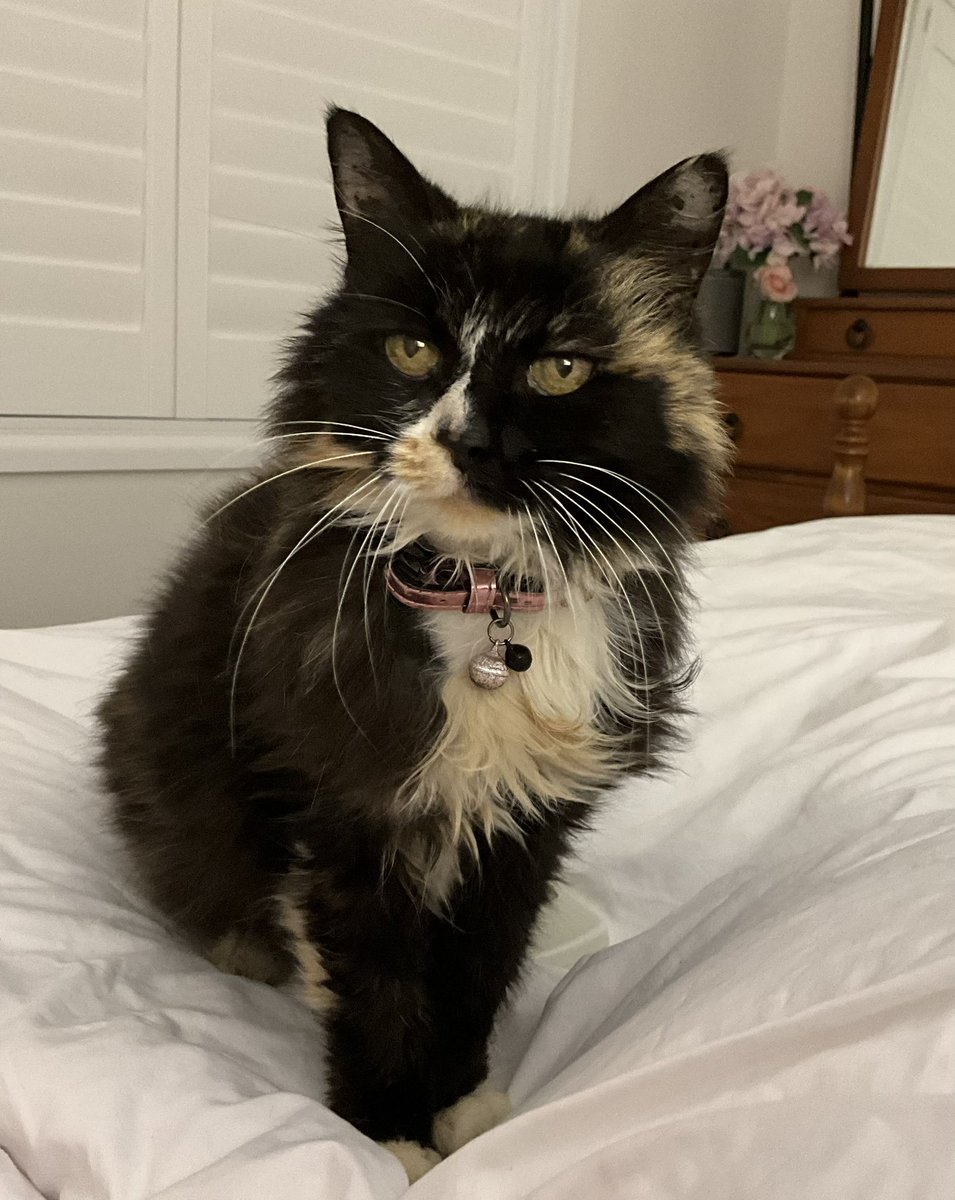 Alley has disappeared. She has been gone since this morning &amp; normally stays very close to the house but nothing for 8hours. She can get back in but she’s nowhere to be seen. She is deaf so she can’t hear me call but she is always nearby but now nothing. Extremely worried 😟
