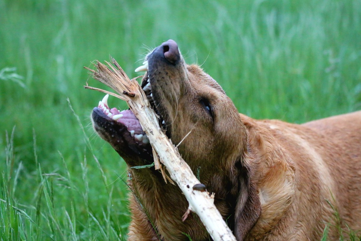 A very good stick. 🥰 #Baileydaily #Sundayvibes