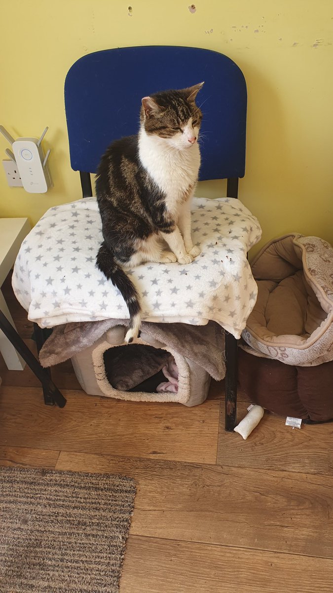 ShropsCatRescue's tweet photo. @AlysonMeadowcr1 @madridnantes @MargLloyd And he got it Alyson 😹 Look how proud he looks. #mychair xx💚🍀 https://t.co/HHFPcEn3ks