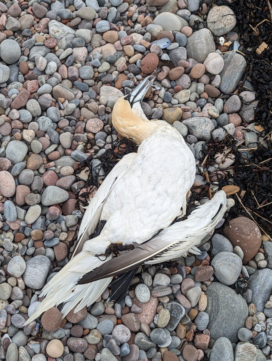 Dead Auks and dead Gannets all along the Fort George shoreline.