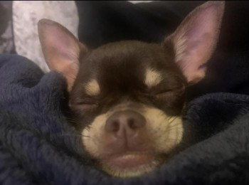 millypod1's tweet photo. 🆘16 MAY 2024 #Lost RONNIE #ScanMe
YOUNG Chihuahua Female
Lost seven miles from home in #Barming, Last seen in #Snodland #ME6
Borough of #Tonbridge and #Malling in #Kent. It lies on the #RiverMedway, between #Rochester and #Maidstone
https://t.co/y5KCKbv1qk https://t.co/jdXxeV8x6u