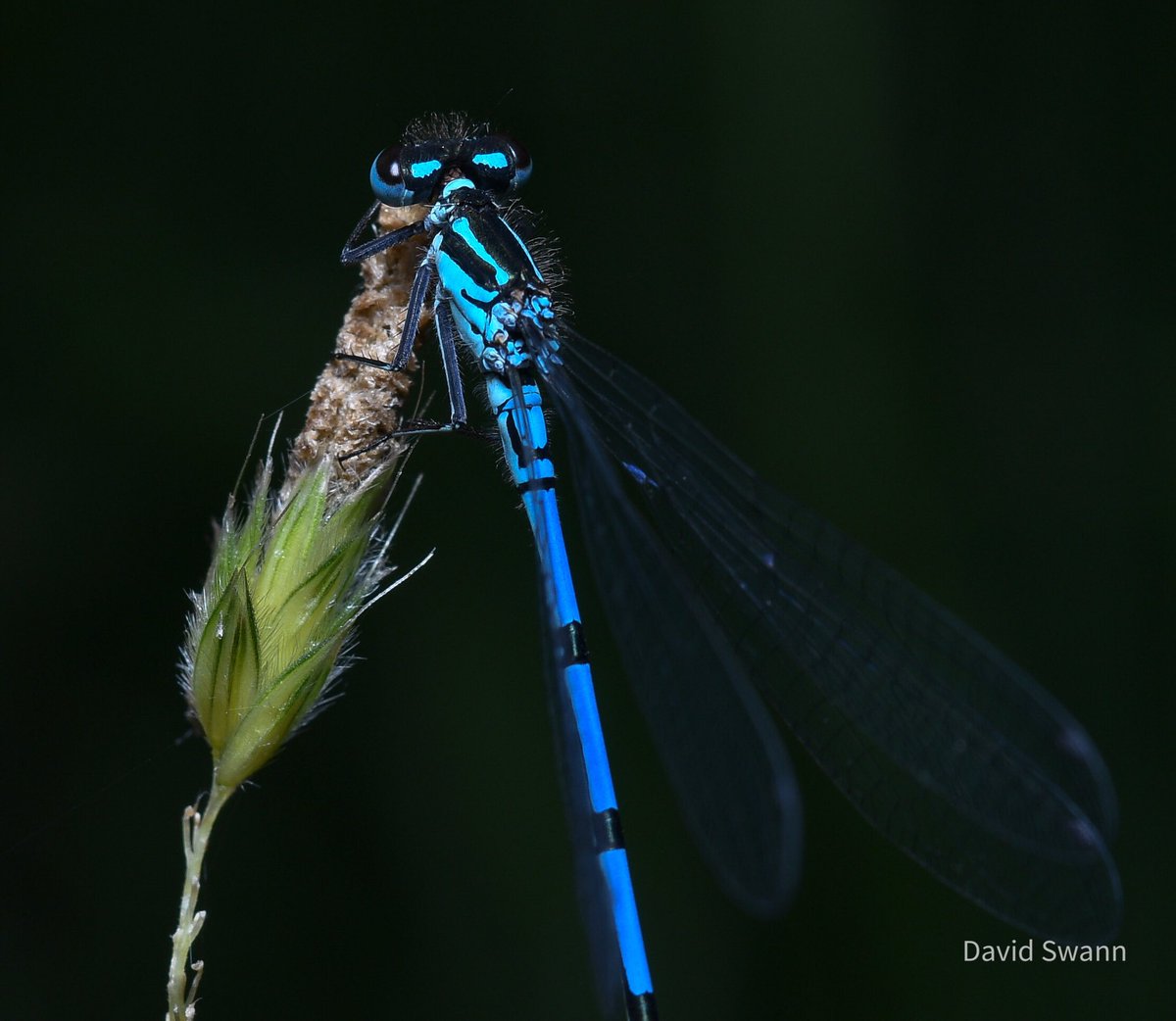 Azure Damselfly. @Natures_Voice @NorthYorkMoors @YorksWildlife @WoodlandTrust @ThePhotoHour @MacroHour @BDSdragonflies @BDSYorkshire